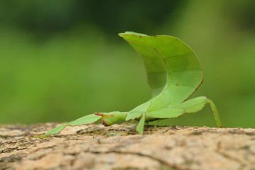 Leaf insect in Southeast Asia.