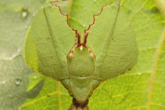 Leaf insect in Southeast Asia.