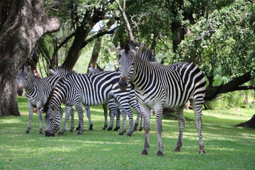 Fototapeta na wymiar Family of Hartmann's mountain zebra in Sambia Africa