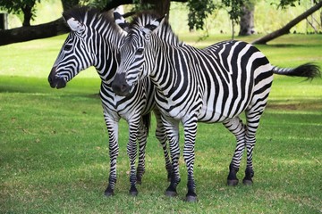Couple of Hartmann's mountain zebra in Sambia Africa