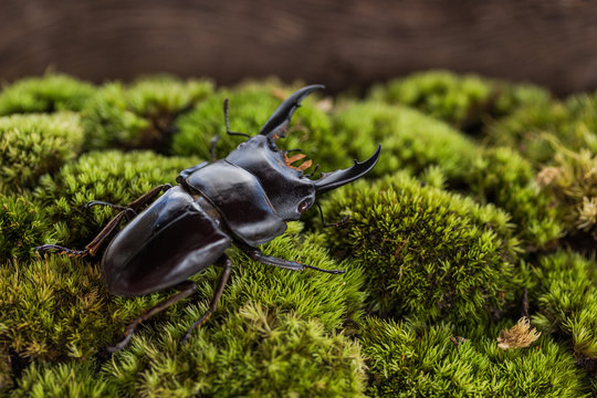 Stag Beetle