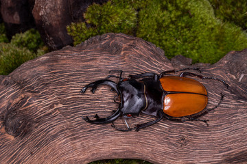 Stag Beetle (Odontolabis mouhoti ) Male