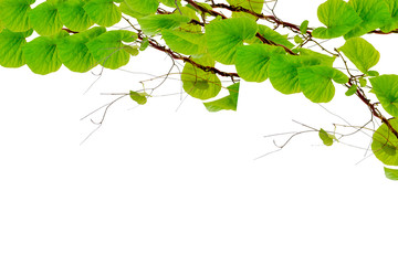 Ivy green with leaf on isolate white background