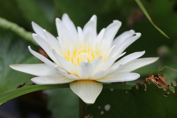 Fresh water lily bright colour in the black water