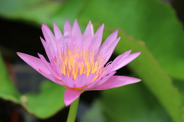 Fresh water lily bright colour in the black water