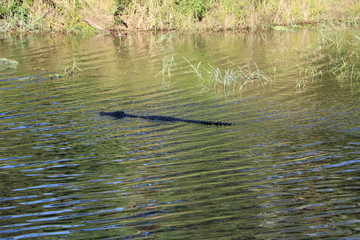 Crocodile swims in the Maramba River in Zambia, Africa 