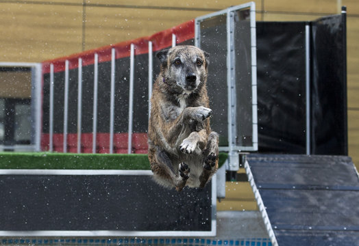 Hond maakt een bommetje