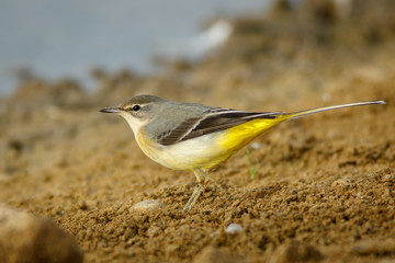 Lavandera Cascadeña