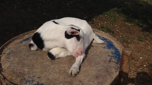 Piccola capretta si pulisce una zampa