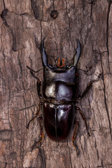 Stag Beetle