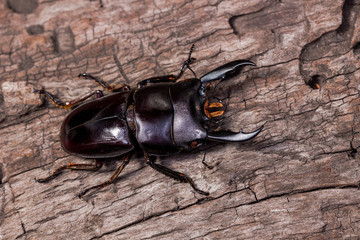 Stag Beetle