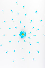 Blue daisy flower with petals. On a light background.  Blooming concept. Flat lay.