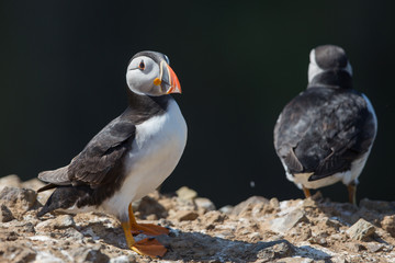 Skomer Puffin