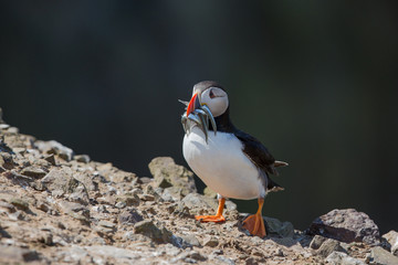 Skomer Puffin