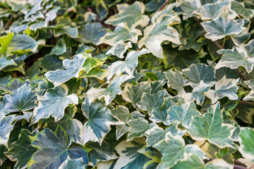 Hedera helix Variegata