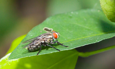 Close up Little single Housefly on green leaf