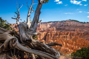 Tree at bryce canyon