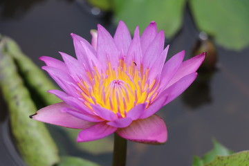 Fresh flowers in the black water, water lily in the pond