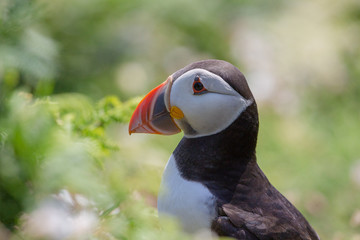 Skomer Puffin