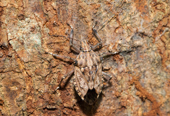 Close up of little brown Marmorated Stink Bug (Halyomorpha halys