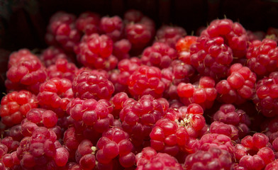 Wild berry raspberry
