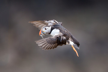 Skomer Puffin