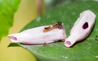 Obraz premium Closeup of brown Caterpillar on the Morning glory flowers
