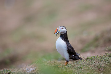 Fototapeta premium Skomer Puffin