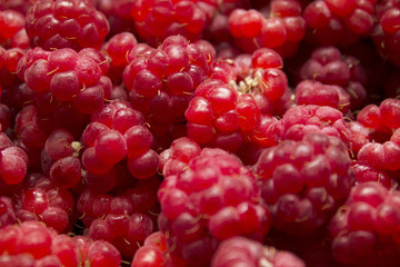 Wild berry raspberry
