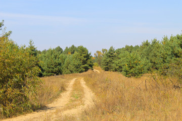 Sandy road in pine forest