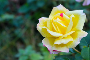 Rose in garden