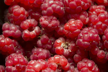 Wild berry raspberry