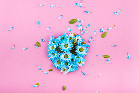 Fototapeta The composition of blue flowers. Blue petals. Green leaves. on a pink background. Top view. Flat lay.