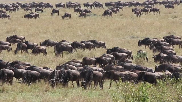 Migratory blue wildebeest (Connochaetes taurinus), Masai Mara National Reserve, Kenya