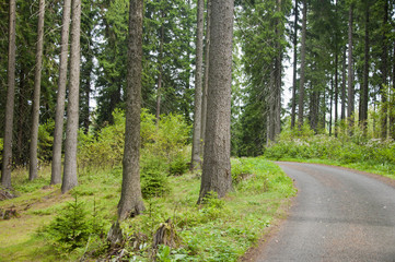 Fototapeta premium Forest pavement in nature