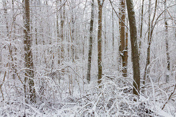 Fototapeta premium Tree trunks in winter forest