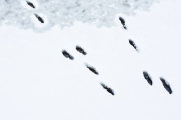 Two Hare tracks on the ice