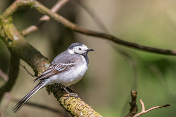 White wagtail on a branch in the tree