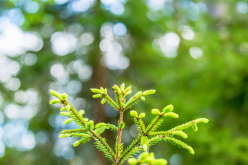 Spruce top in the spring with buds