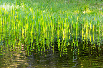 Green reeds on the beach reflecting in the water