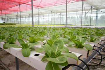 Fototapeta na wymiar Vegetable in the Hydroponic farm. Hydroponics method of growing plants using water without soil