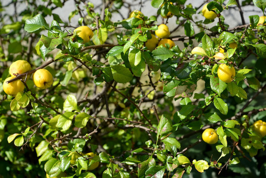 Bush with fruits of a quince Japanese (Chaenomeles japonica (Thu