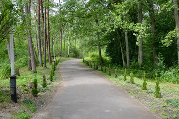 Fototapeta na wymiar The avenue with young coniferous plants in park