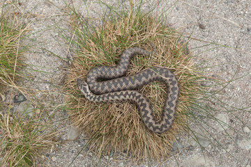 European viper (Vipera berus).