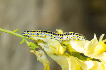 black and yellow caterpillar resting on yellow flower