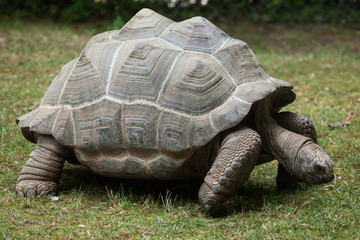 Aldabra giant tortoise (Aldabrachelys gigantea).