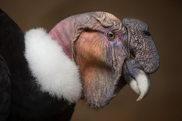 Naklejka premium Andean condor (Vultur gryphus).