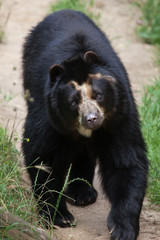 Fototapeta na wymiar Spectacled bear (Tremarctos ornatus)