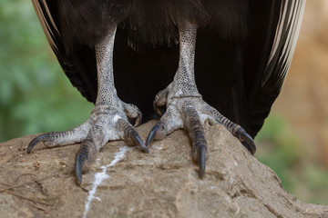 Andean condor (Vultur gryphus).