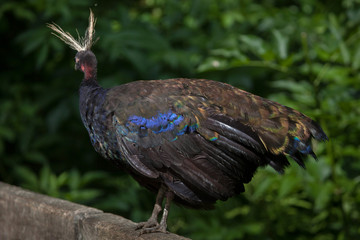 Fototapeta premium Congo peafowl (Afropavo congensis)
